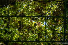 20201025_Artsakh_07499