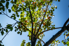 20201025_Artsakh_07514